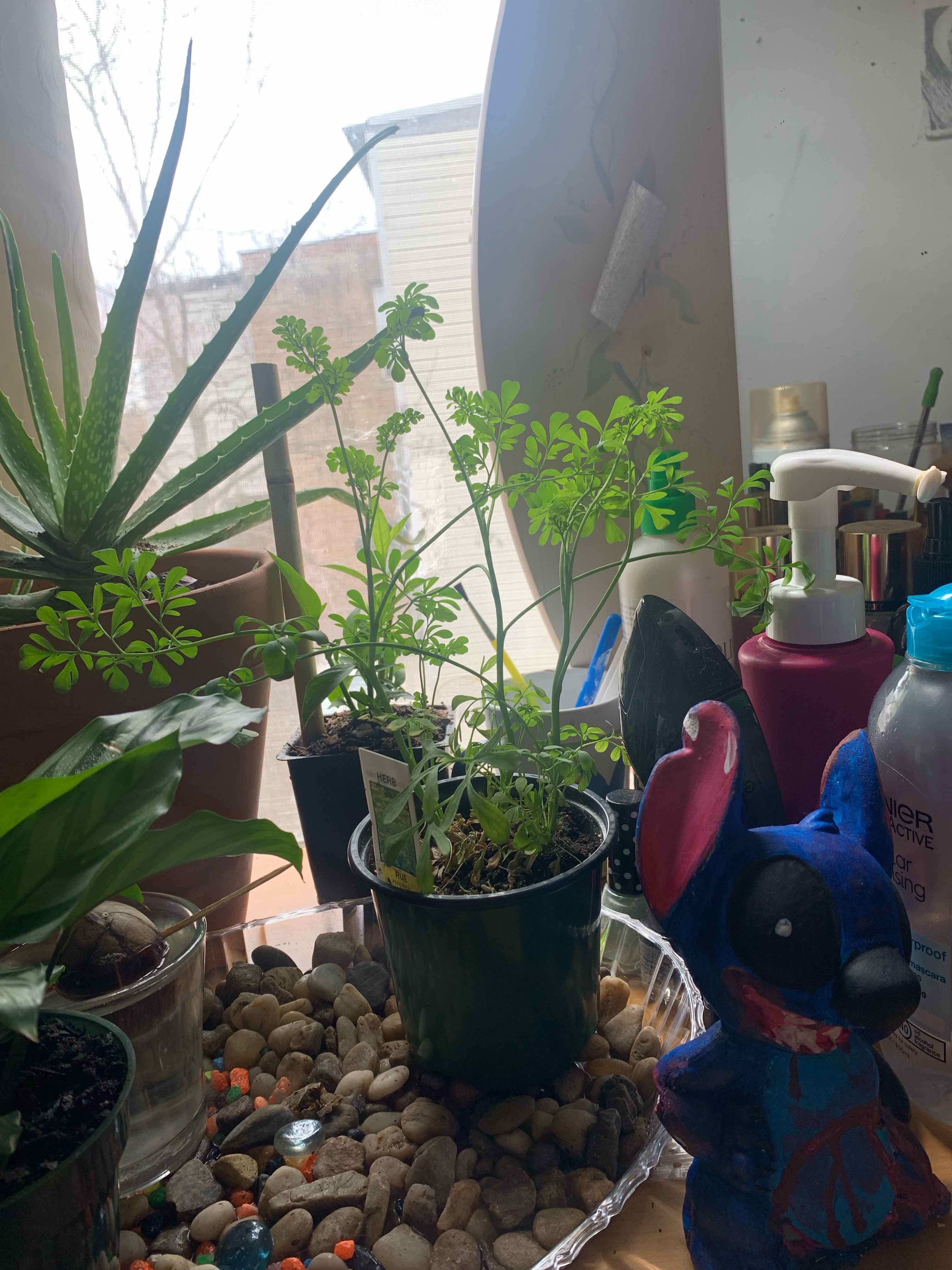 Indoor potted Common Rue plant near a window, with vibrant green leaves and no visible health issues.