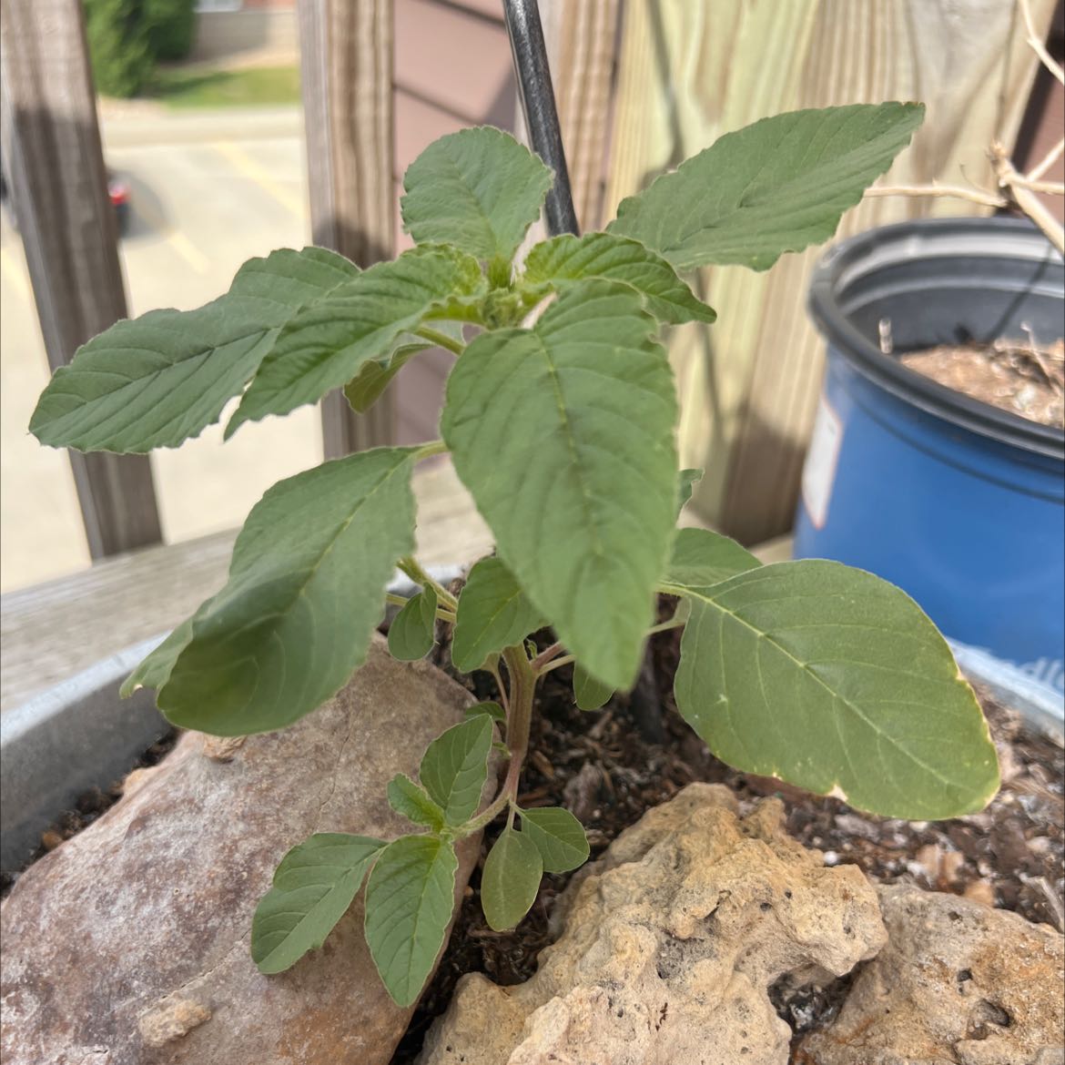 A young Careless Weed plant growing in a pot with visible soil and rocks.