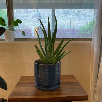 Aloe vera plant in Camp Verde, Arizona