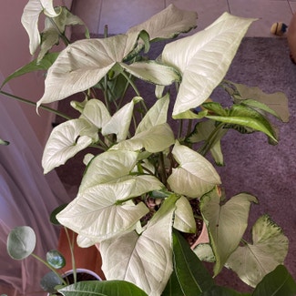 Syngonium 'White Butterfly' plant in Camp Verde, Arizona