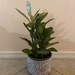 Peperomia 'Ginny' plant