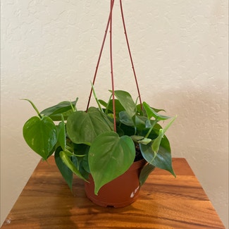 Heartleaf Philodendron plant in Camp Verde, Arizona