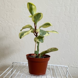 Baby Rubber Plant plant in Camp Verde, Arizona