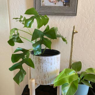 Mini Monstera plant in Camp Verde, Arizona