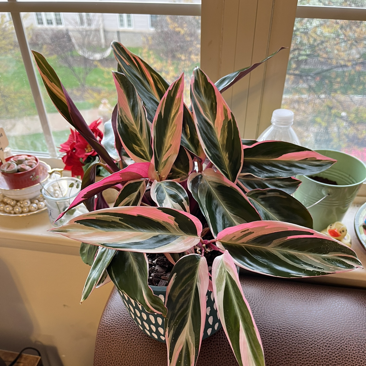 Triostar Stromanthe plant photo by @Gbrownie1 named Stacey (Triostar Stromanthe) on Greg, the plant care app.