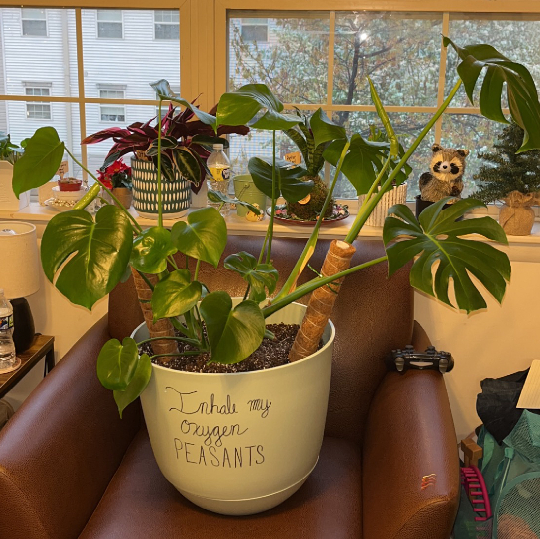 Monstera plant photo by @Gbrownie1 named Maurice (Monstera Deliciosa) on Greg, the plant care app.