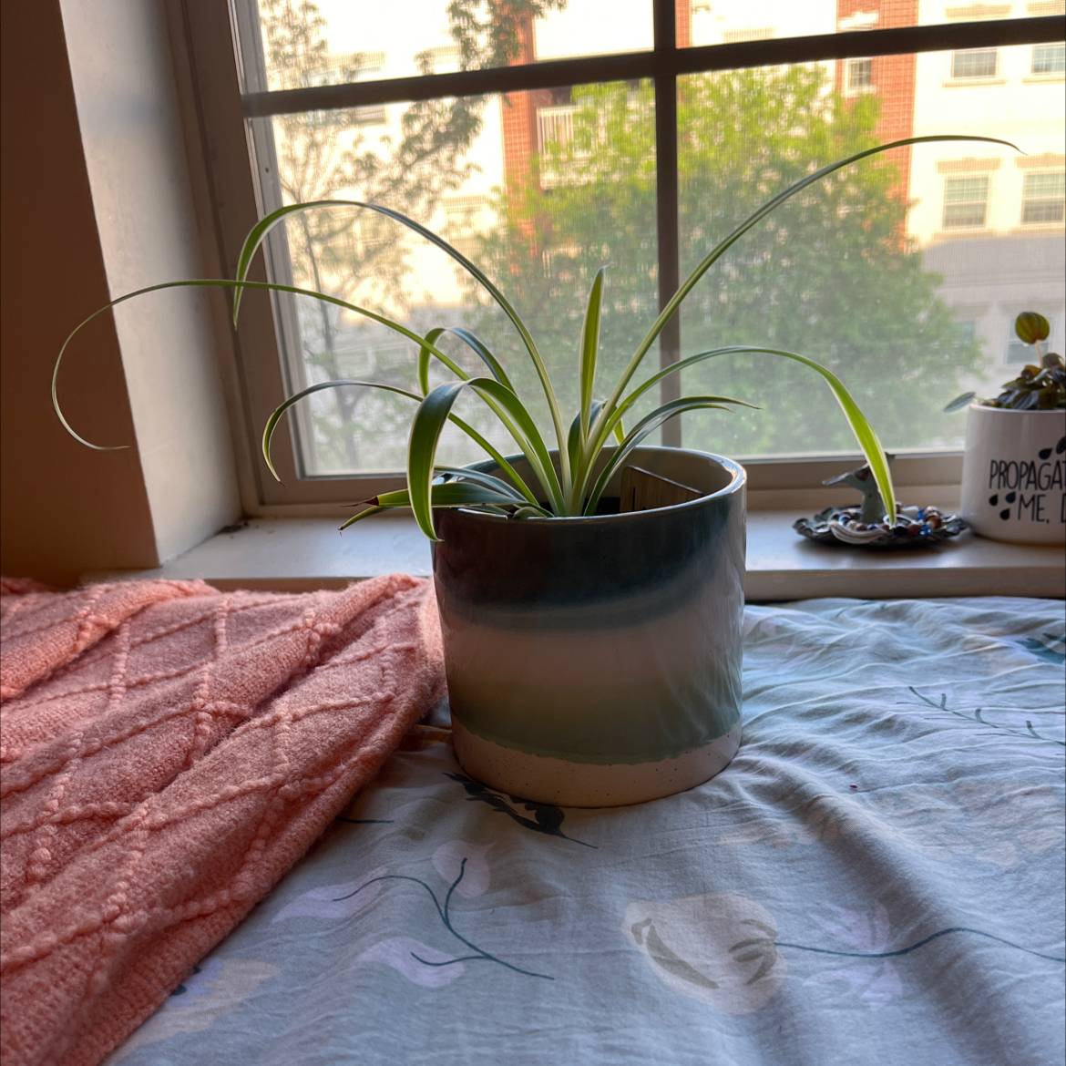 Spider Plant plant photo by @Gbrownie1 named Louise (Spider Plant) on Greg, the plant care app.