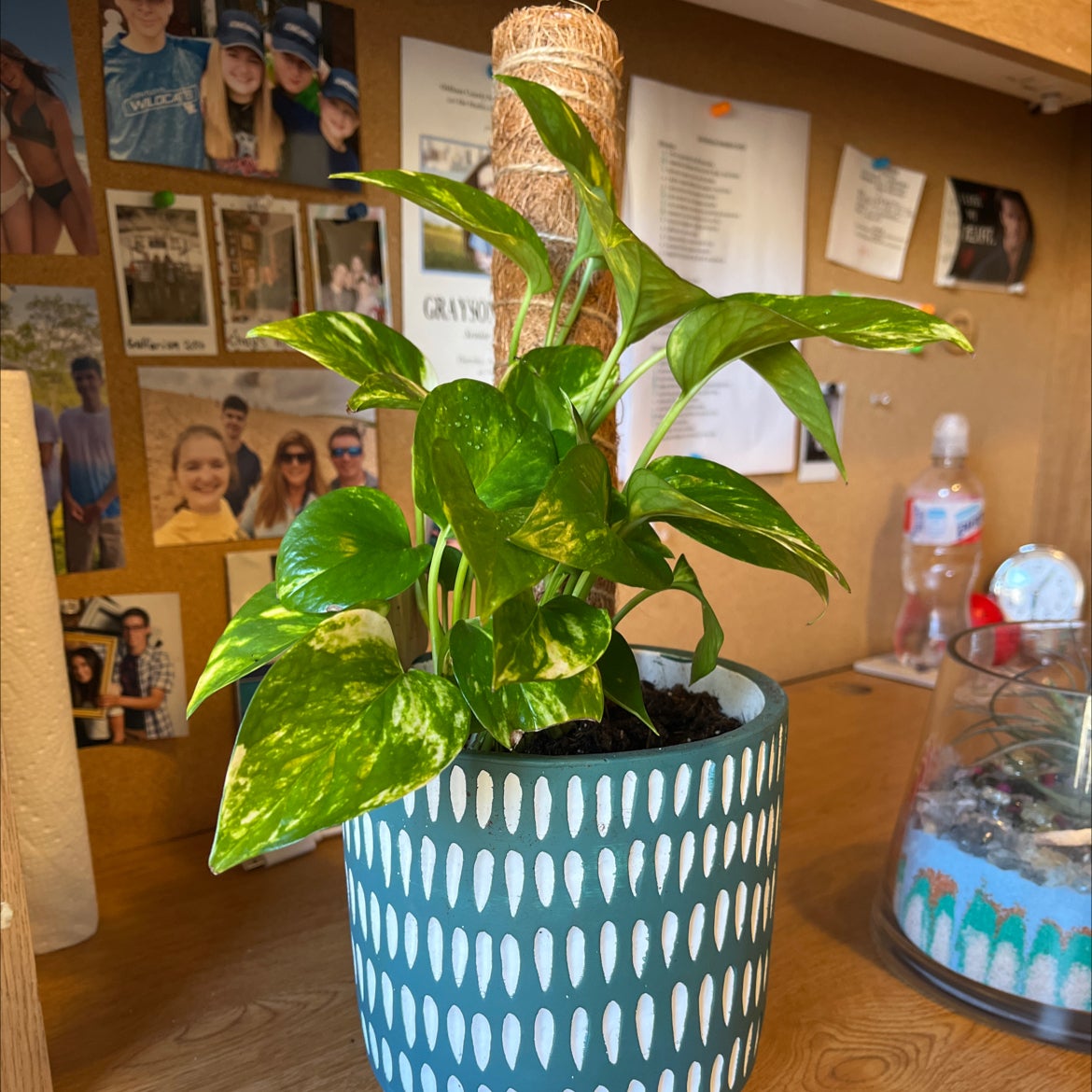 neon pothos care reddit
