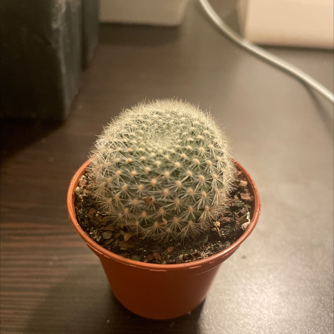 Image of a healthy Twin Spined Cactus in a small pot with visible soil.