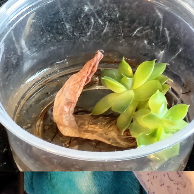 Photo of the plant species Lipstick Echeveria by @Briplantparent named Cleopatra on Greg, the plant care app