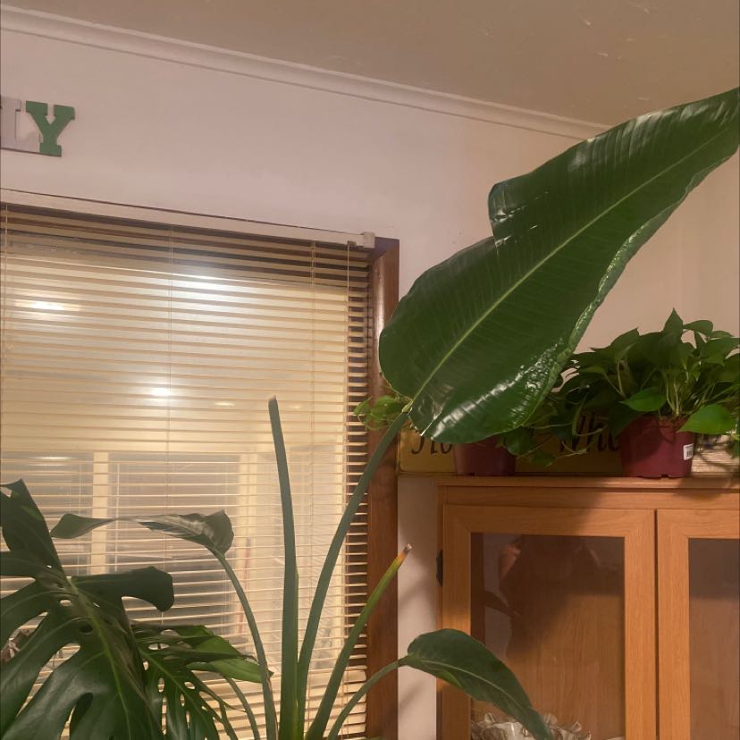 Plant care for Bird of Paradise on Greg, the plant care app