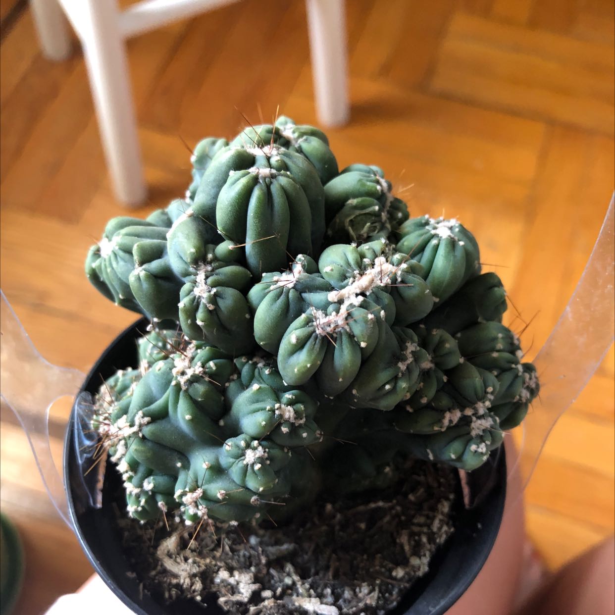 Photo of the plant species Cereus Cactus by @Nere named Ogre on Greg, the plant care app