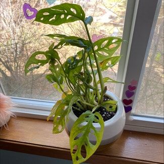 Window Leaf plant in Spokane, Washington