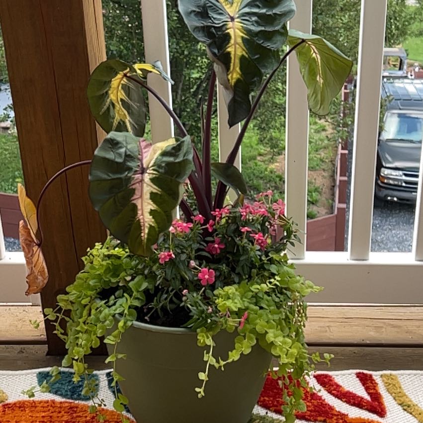 Photo of the plant species Colocasia Royal Hawaiian® 'Waikiki' by @nunnynumpkins named Fernie Saunders on Greg, the plant care app