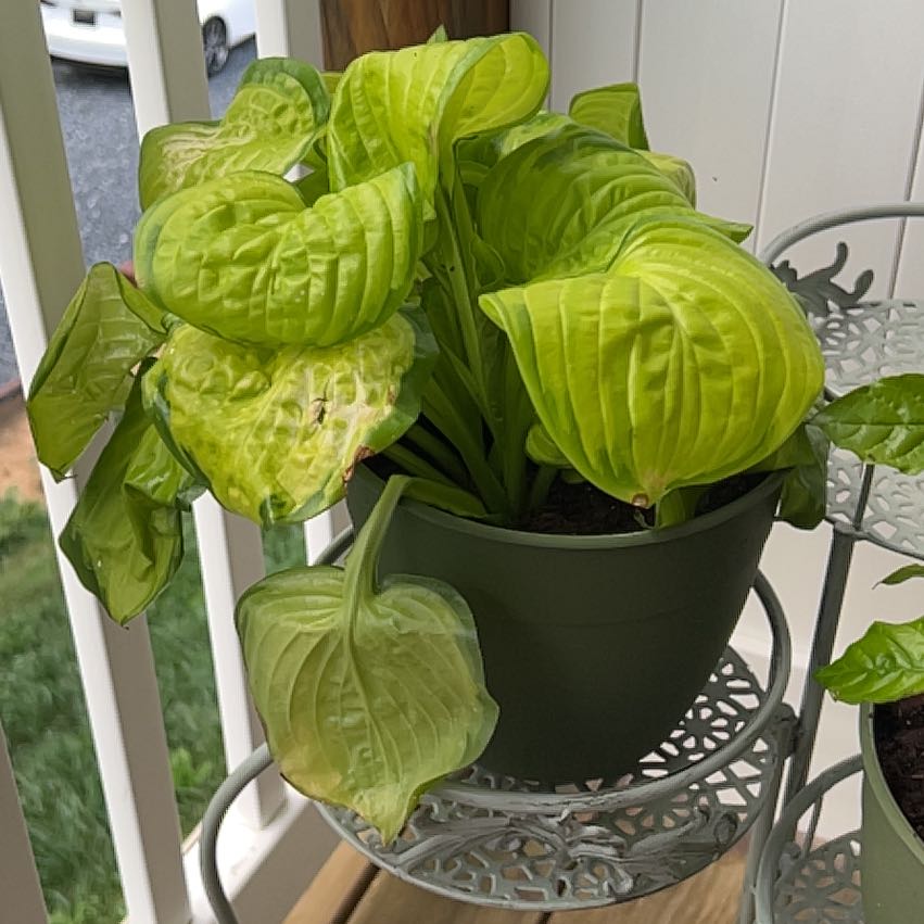 Potted Siebold's Plantain Lily with yellowing and browning leaves.