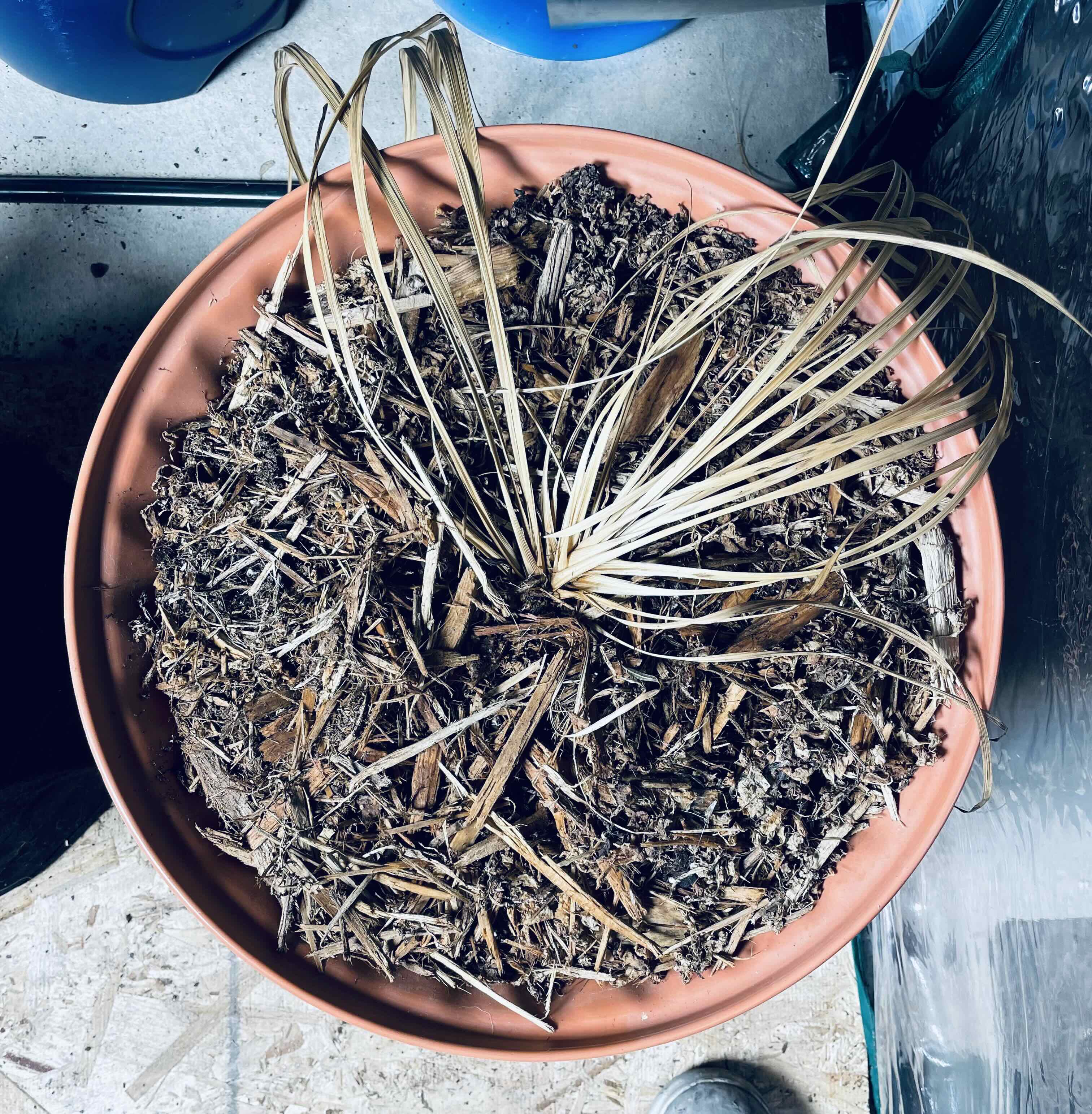 European Fan Palm in a pot with significant leaf browning and drying.