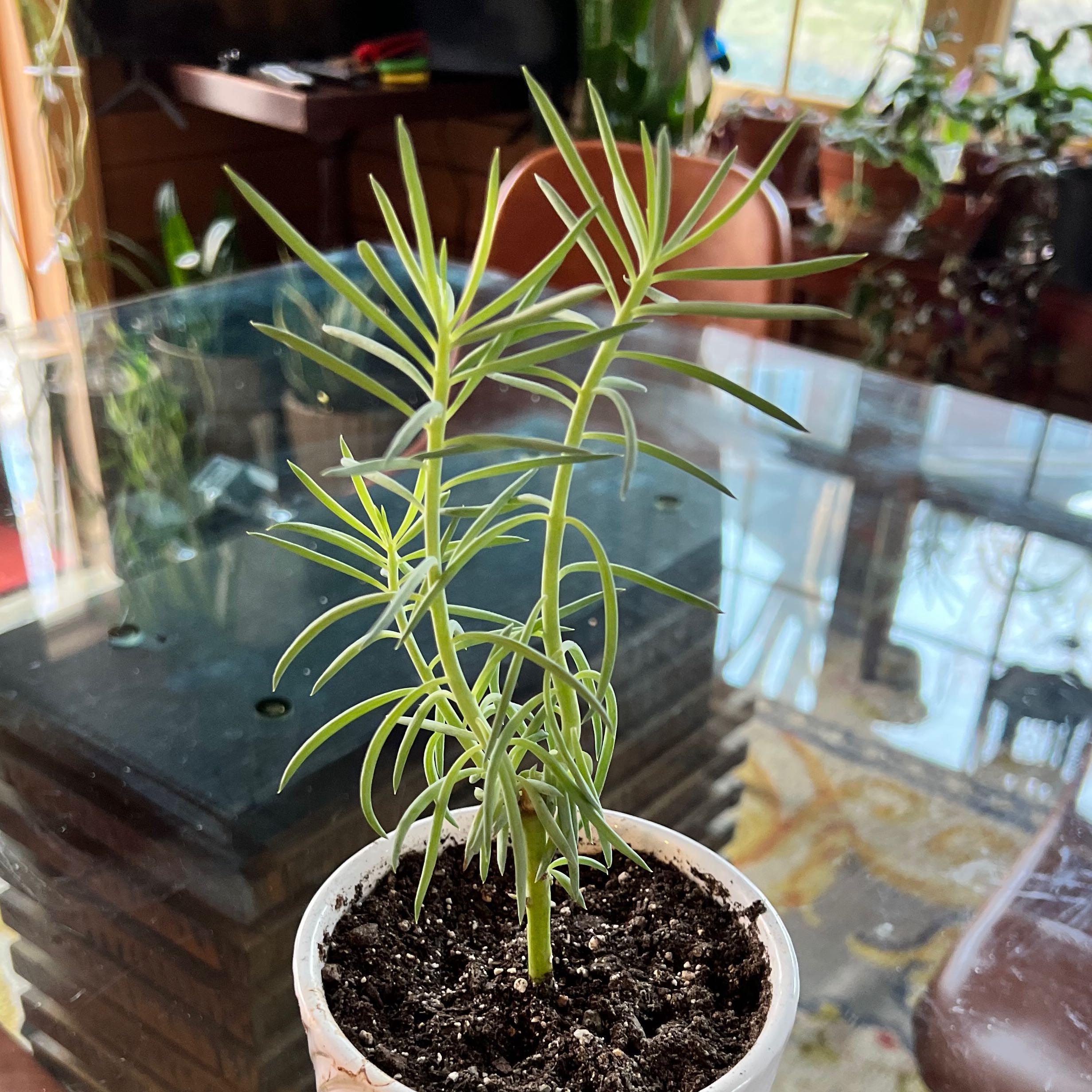 Photo of the plant species Blue Chalksticks by @Mackeyleah named Winston on Greg, the plant care app