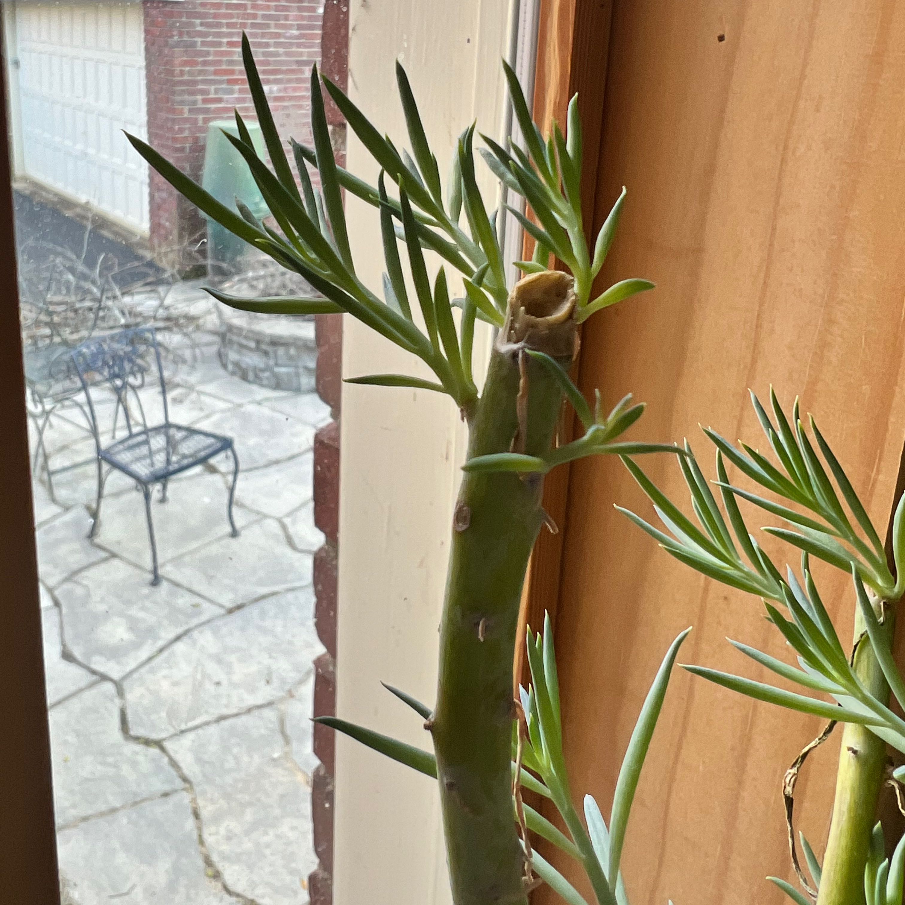 Photo of the plant species Blue Chalksticks by @Mackeyleah named Morgan Treeman on Greg, the plant care app