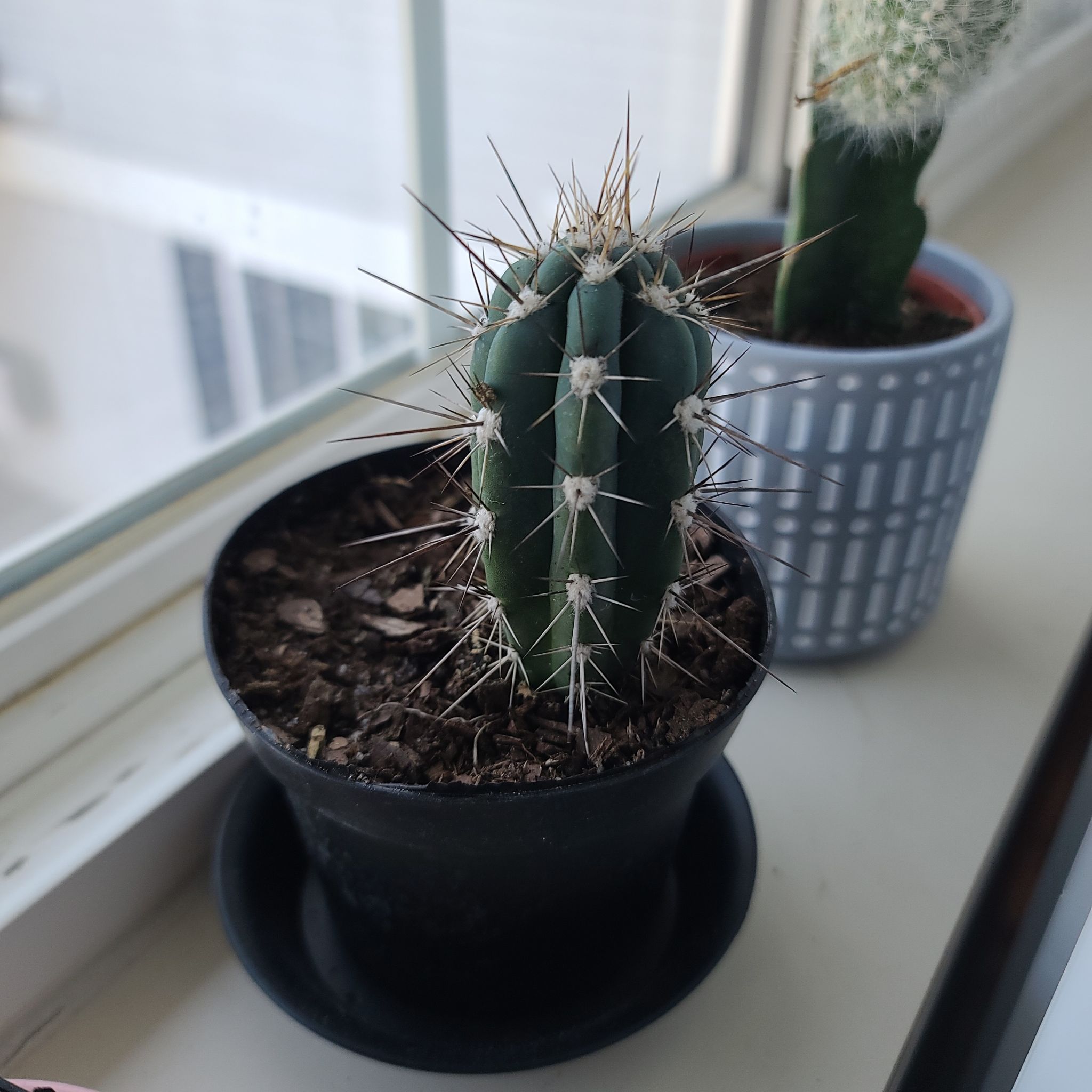 Photo of the plant species Pilosocereus arrabidae by @ProDeathcap named Ouch on Greg, the plant care app