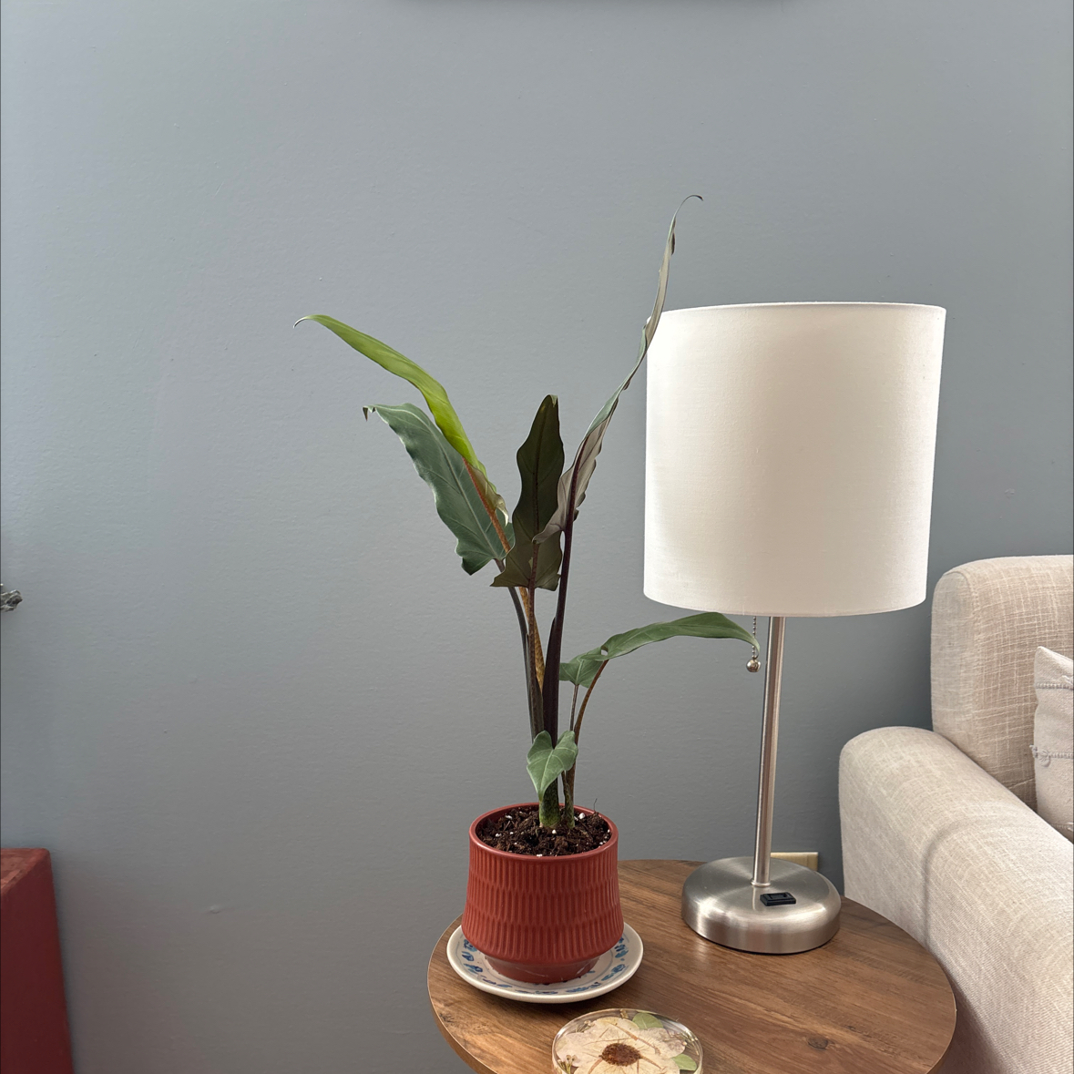 Photo of the plant species Purple Sword by @HappyBlinks named Athena on Greg, the plant care app