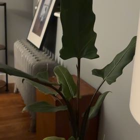 Photo of the plant species Purple Sword by @HappyBlinks named Athena on Greg, the plant care app