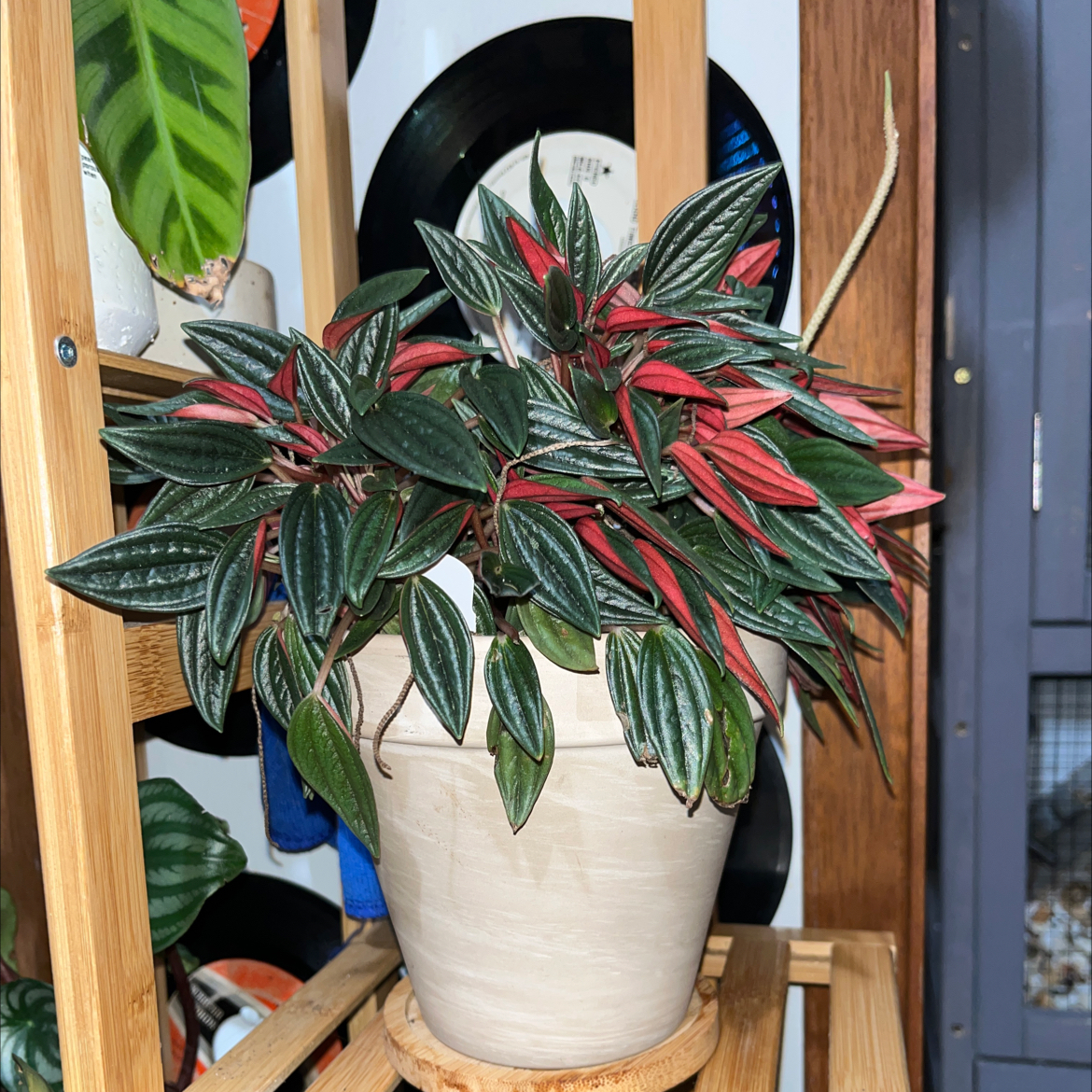 Peperomia 'Rosso' plant photo by @gillysplants named Nathan on Greg, the plant care app.