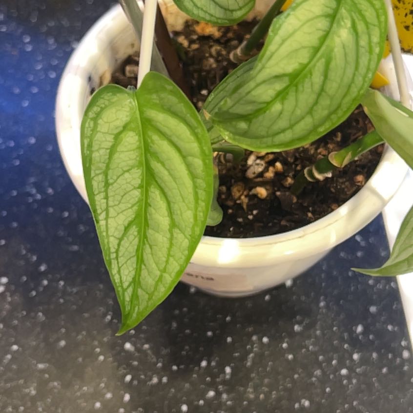 Photo of the plant species Monstera 'El salvador' by @PiousRedalder named Daphne on Greg, the plant care app