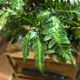 Photo of the plant species Indian Holly Fern by @PiousRedalder named Aristotle on Greg, the plant care app