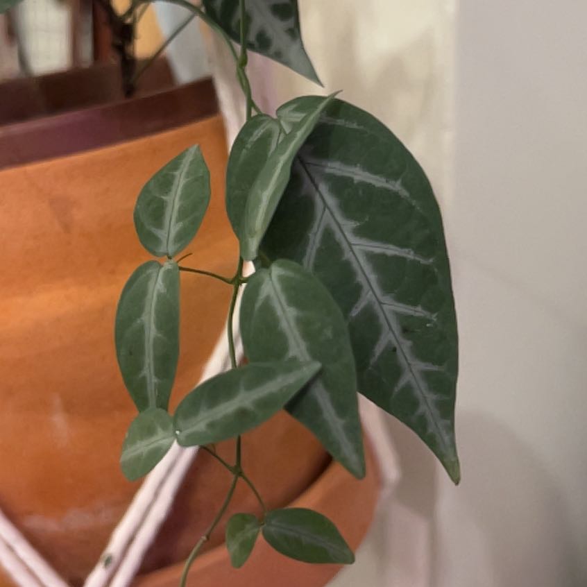 Photo of the plant species Begonia Cross Vine by @PiousRedalder named Sage on Greg, the plant care app