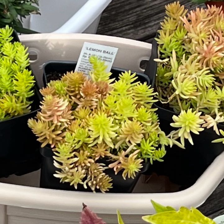Photo of the plant species Lemon Ball Sedum by @PiousRedalder named Darwin on Greg, the plant care app