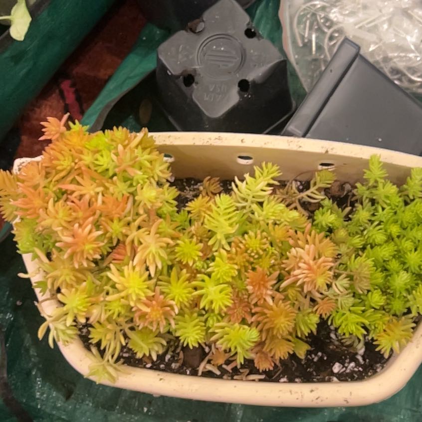 Photo of the plant species Lemon Ball Sedum by @PiousRedalder named Gates on Greg, the plant care app