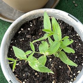 Photo of the plant species Common Bean by @PeakSaltcedar named Sir Plancelot on Greg, the plant care app