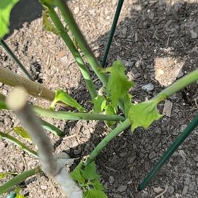 Photo of the plant species Philadelphia Groundcherry by @PeakSaltcedar named Taylor Swift on Greg, the plant care app