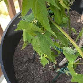 Photo of the plant species Redvein Abutilon by @PeakSaltcedar named Aria on Greg, the plant care app