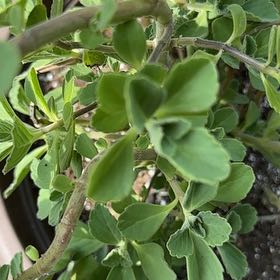 Photo of the plant species Plectranthus Neochilus by @PeakSaltcedar named Sigmund on Greg, the plant care app
