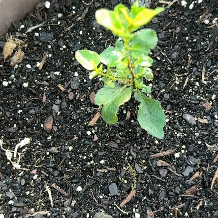Photo of the plant species Redclaws by @PeakSaltcedar named Kobe on Greg, the plant care app