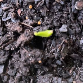 Photo of the plant species Coltsfoot by @PeakSaltcedar named Spike Leaves on Greg, the plant care app
