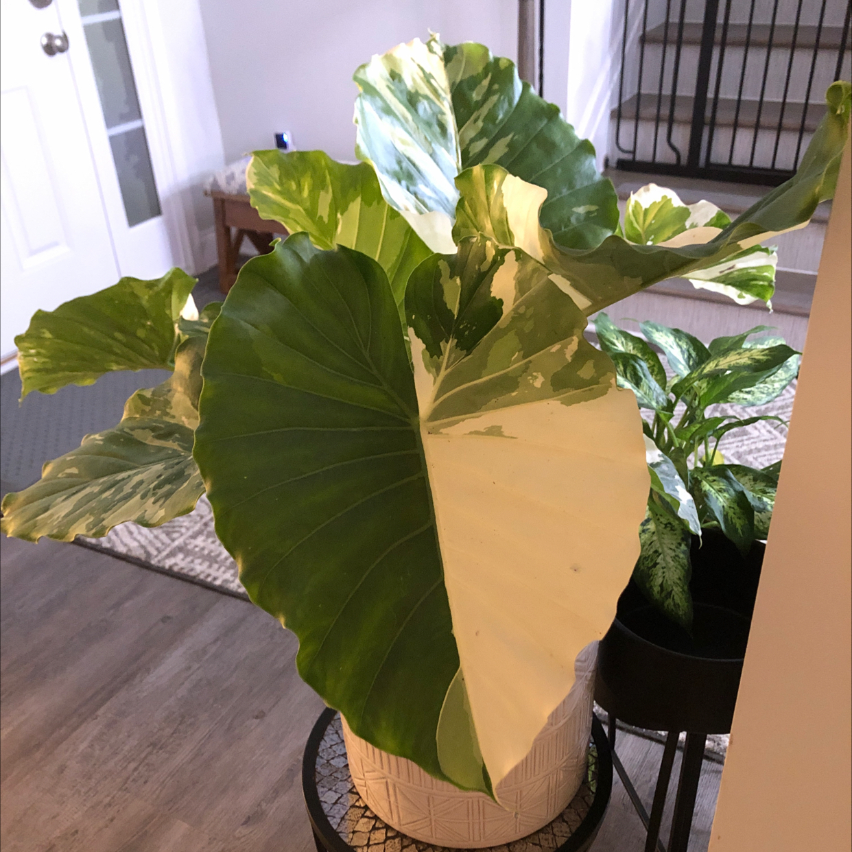 Variegated Alocasia plant with large, patterned leaves in an indoor setting.