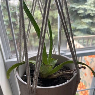Aloe Vera plant in Burnsville, Minnesota