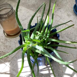 Aloe Vera plant in Greenwood, Missouri