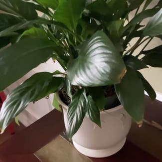 Peace Lily plant in Greenwood, Missouri
