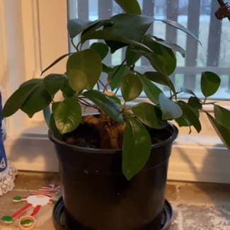 Ficus Ginseng plant in Greenwood, Missouri