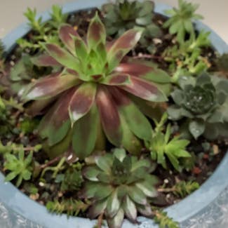 Hens and Chicks plant in Greenwood, Missouri