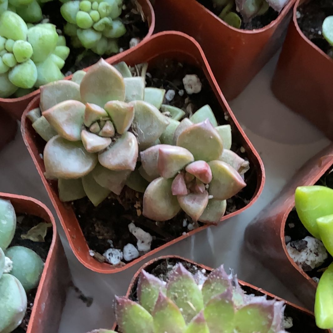 Multiple small succulent plants in individual pots, with the main plant in the center appearing healthy.