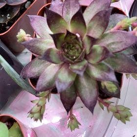 Hens and Chicks plant in Greenwood, Missouri