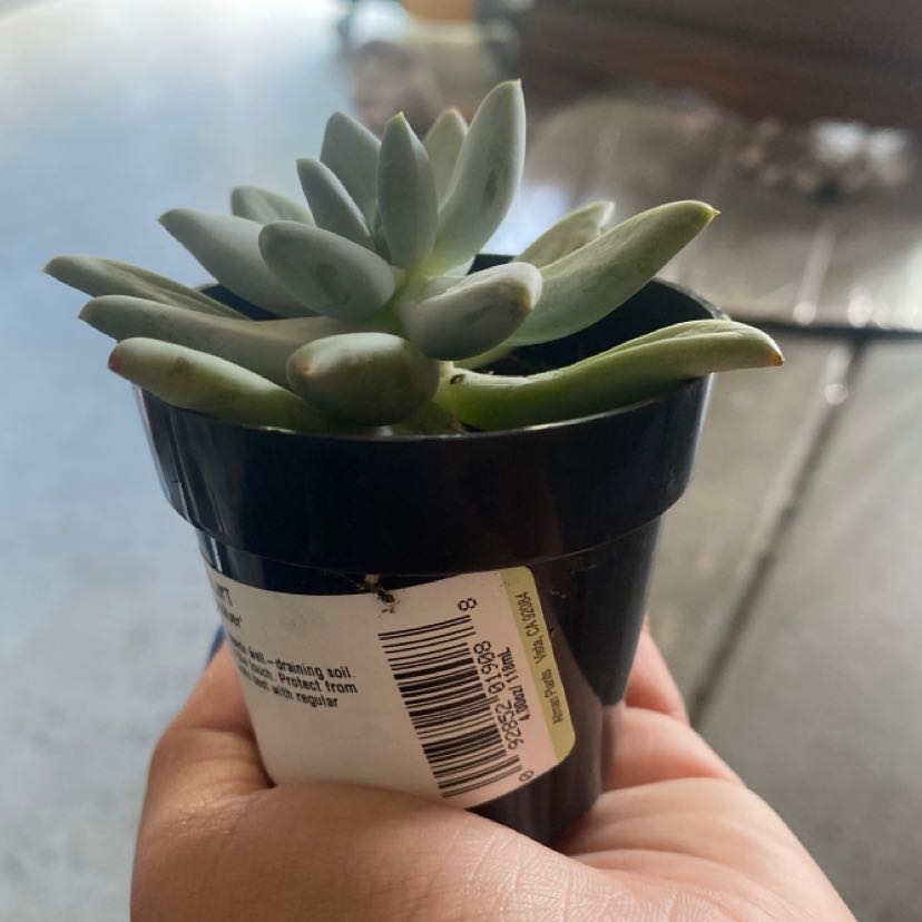 Pachyphytum 'Moon Silver' succulent in a black pot, held by a hand.