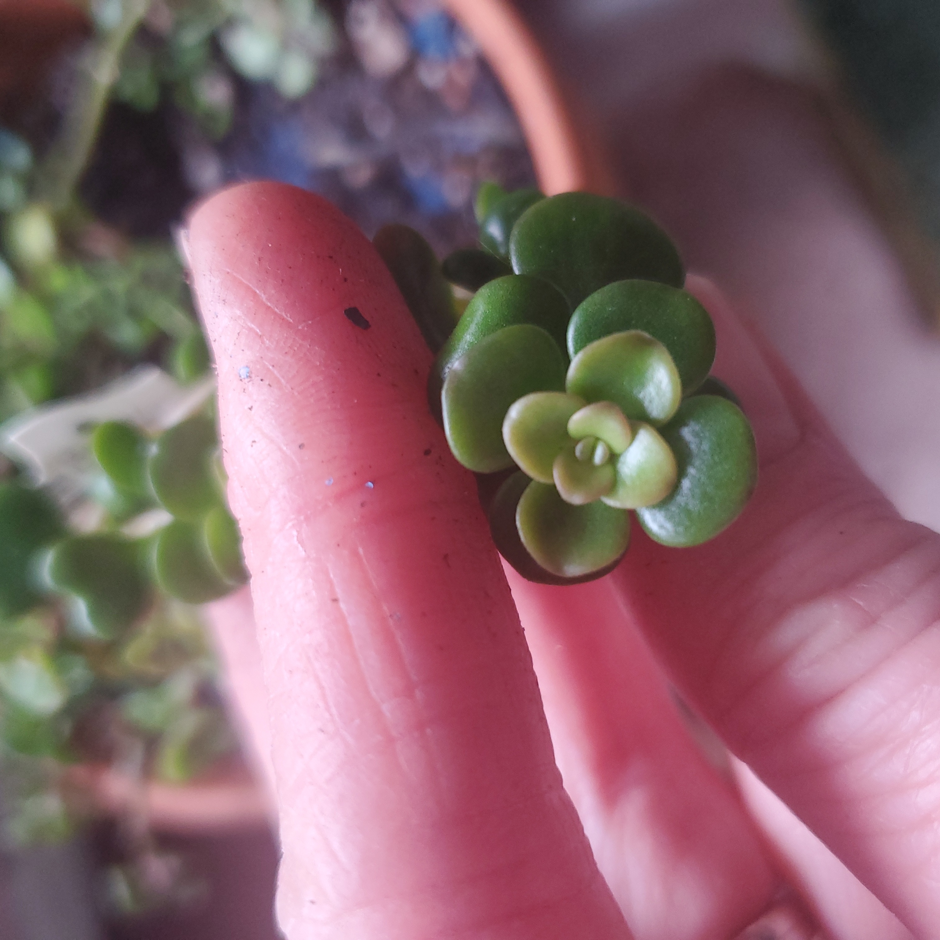 Close-up of a healthy Chinese Sedum plant held between two fingers.