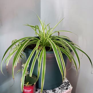 Spider Plant plant in Albany, New York