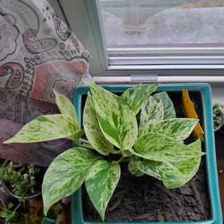 Marble Queen Pothos plant in Albany, New York