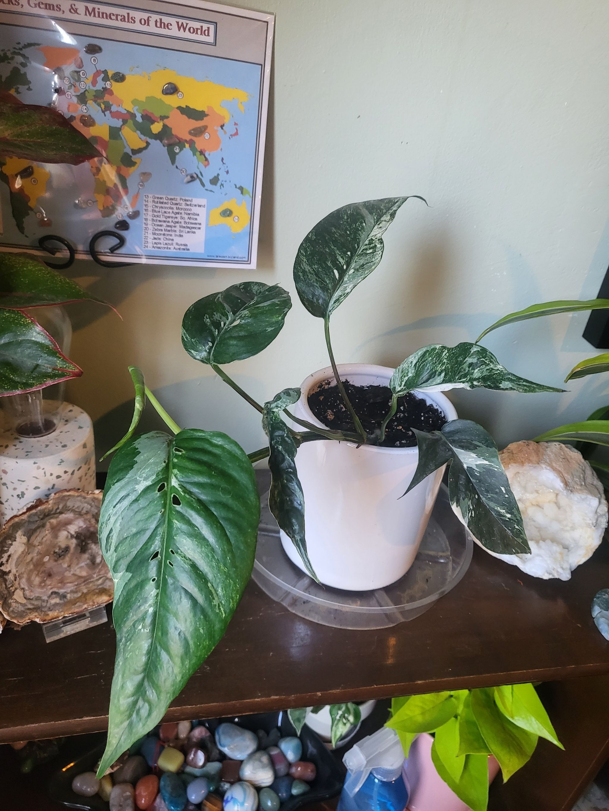 Potted Albo Epipremnum Pinnatum plant with variegated leaves on a shelf with decorative items.